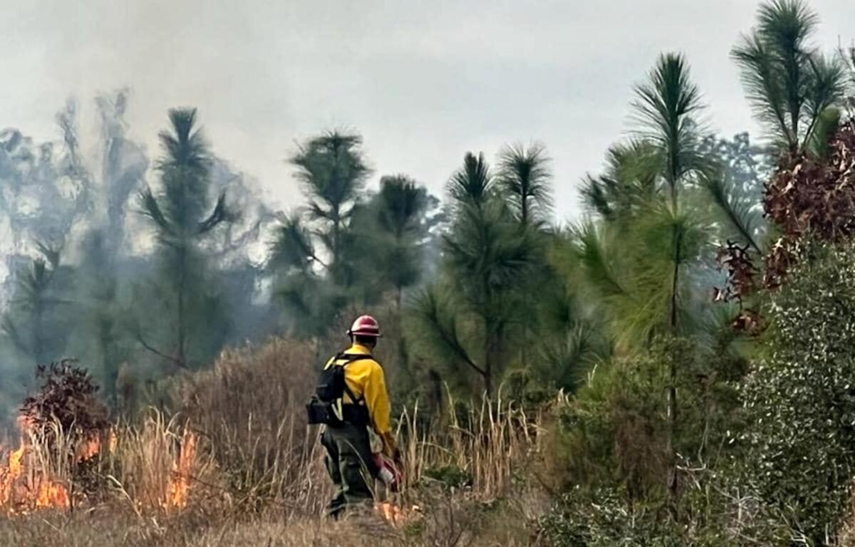A controlled prescribed burn conducted by the Florida Forest Service helps restore ecosystems, improve wildlife habitats, and reduce wildfire risks.