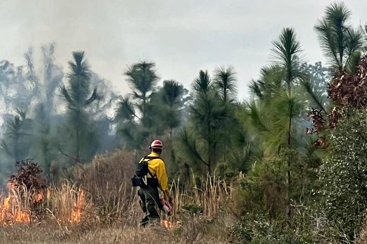 A controlled prescribed burn conducted by the Florida Forest Service helps restore ecosystems, improve wildlife habitats, and reduce wildfire risks.