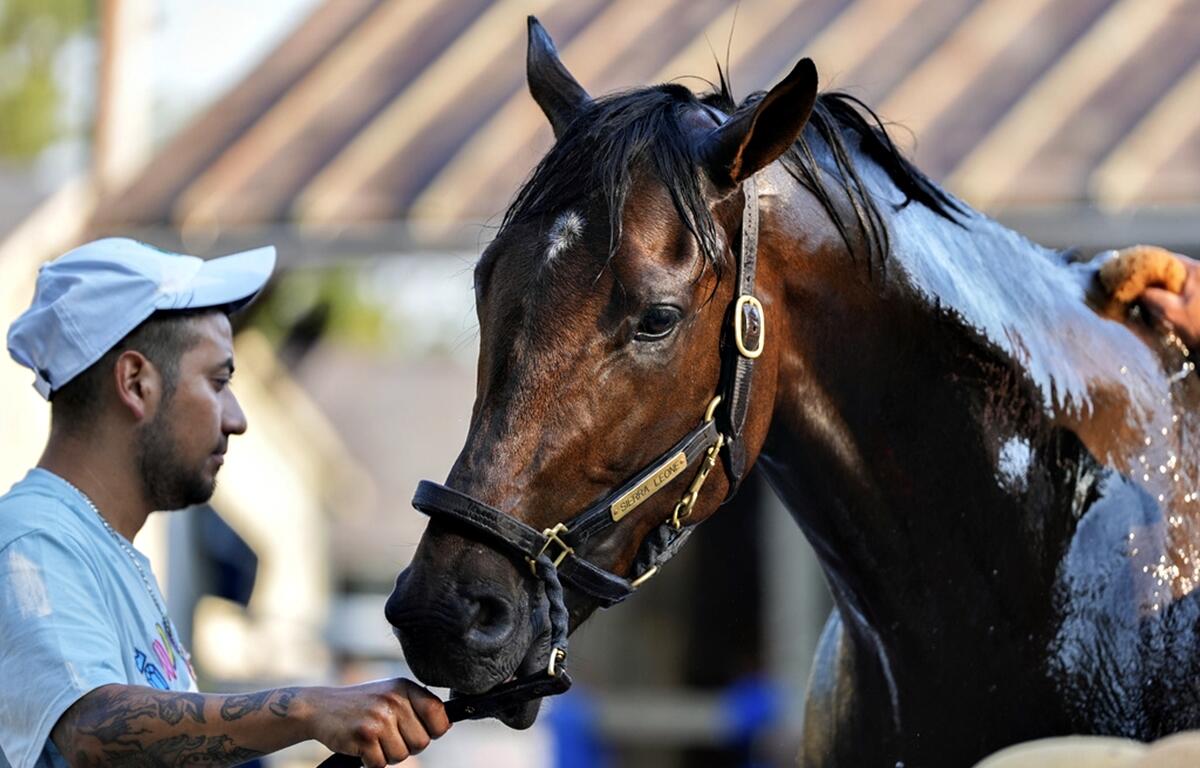 Belmont Stakes entrant Sierra Leone is washed following a workout ahead of the 156th running of the Belmont Stakes.