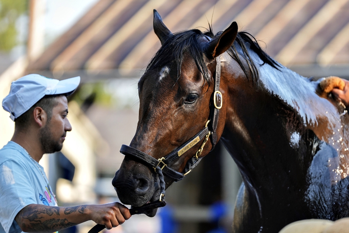 Belmont Stakes entrant Sierra Leone is washed following a workout ahead of the 156th running of the Belmont Stakes.
