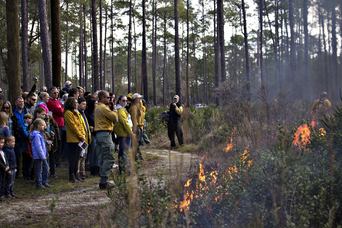 Visitors watch a prescribed burn demonstration during the Flatwoods Fire and Nature Festival at the Austin Cary Memorial Forest in Gainesville, Fla., on Jan. 26, 2019. The biennial event educates the public on the benefits of prescribed fire in maintaining Florida’s ecosystems and reducing wildfire risk.