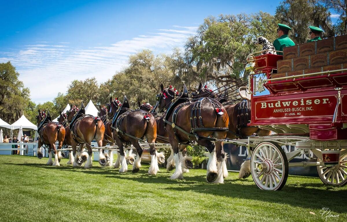 The world-famous Budweiser Clydesdales parade in formation, hitched to the iconic red beer wagon, during their special appearance at Live Oak International in Ocala, Fla., on March 15, 2025. The majestic eight-horse hitch is a highlight of the premier equestrian event, drawing spectators from around the country.