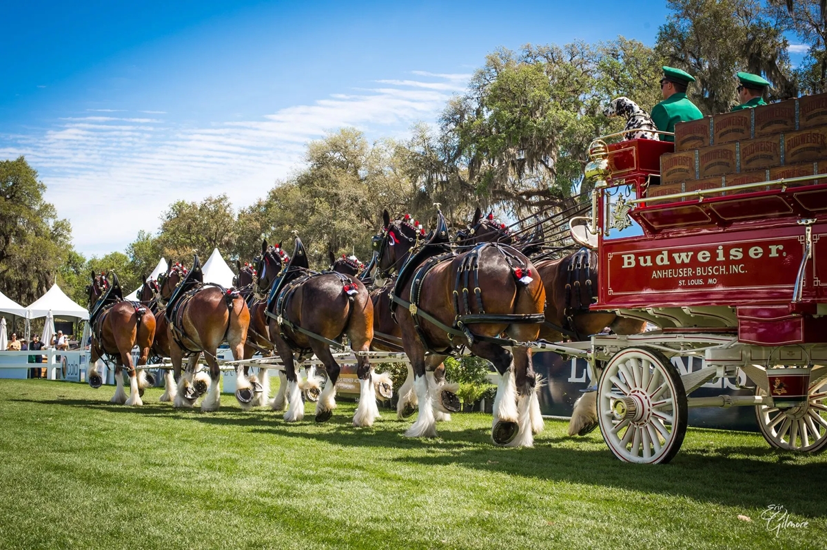 The world-famous Budweiser Clydesdales parade in formation, hitched to the iconic red beer wagon, during their special appearance at Live Oak International in Ocala, Fla., on March 15, 2025. The majestic eight-horse hitch is a highlight of the premier equestrian event, drawing spectators from around the country.