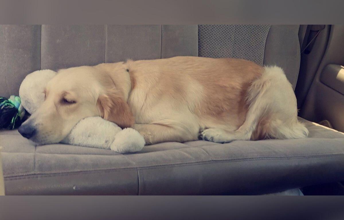 5-year-old Golden Retriever, Bella, died from her injuries after being shot by a crossbow arrow.