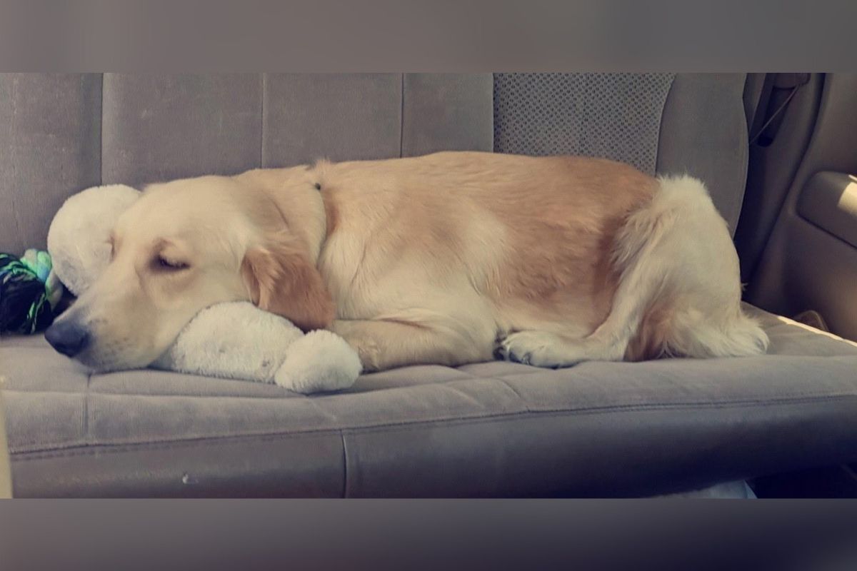 5-year-old Golden Retriever, Bella, died from her injuries after being shot by a crossbow arrow.