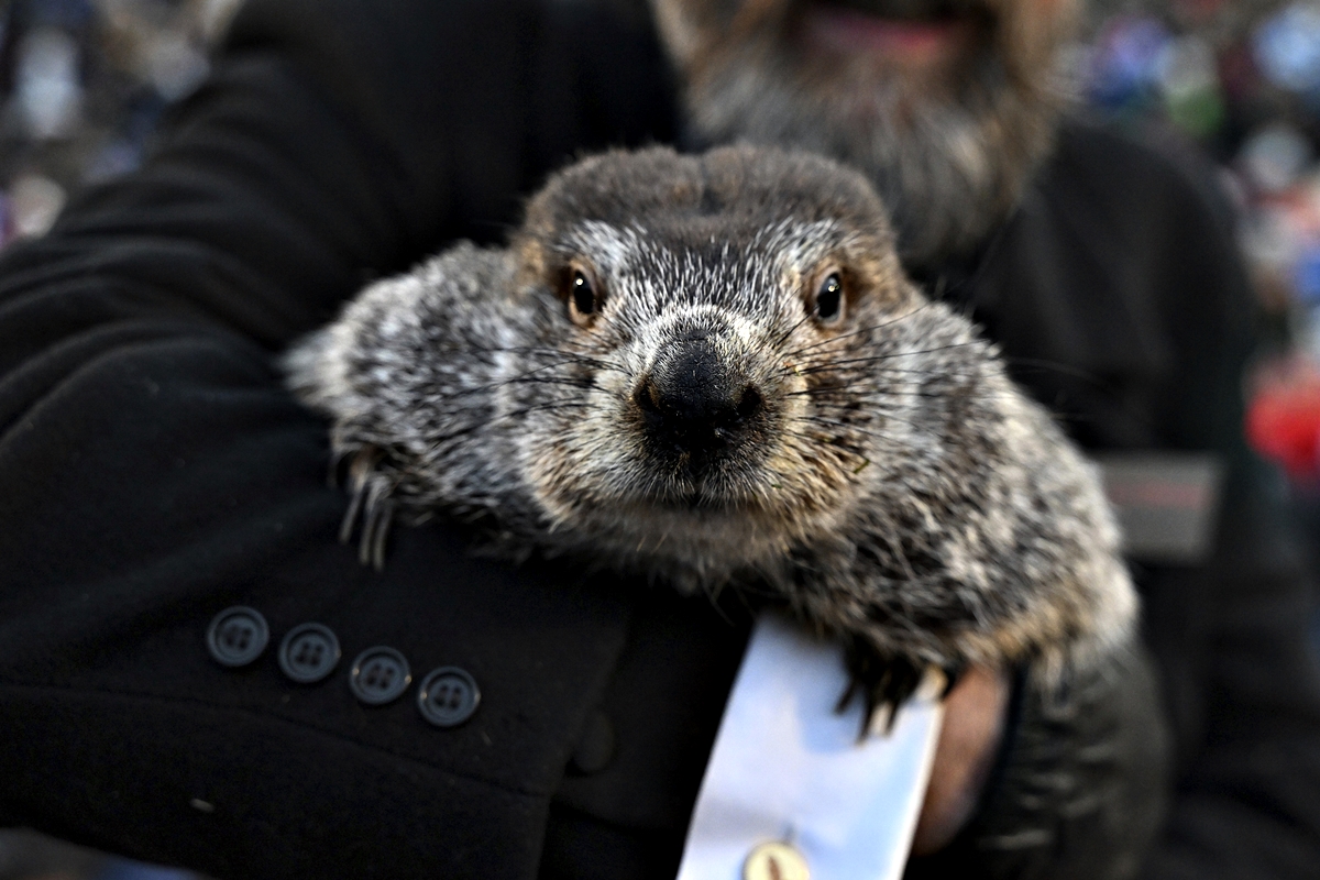 FILE - Groundhog Club handler A.J. Dereume holds Punxsutawney Phil, the weather prognosticating groundhog, during the 137th celebration of Groundhog Day on Gobbler's Knob in Punxsutawney, Pa., Thursday, Feb. 2, 2023.
