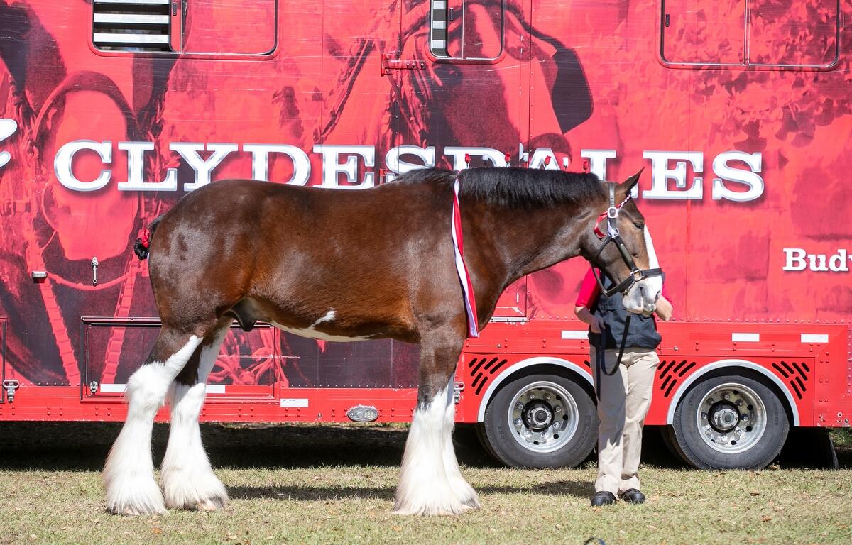 Albert is one of the Budweiser Clydesdales that was part hitch on display Saturday during Live Oak International.