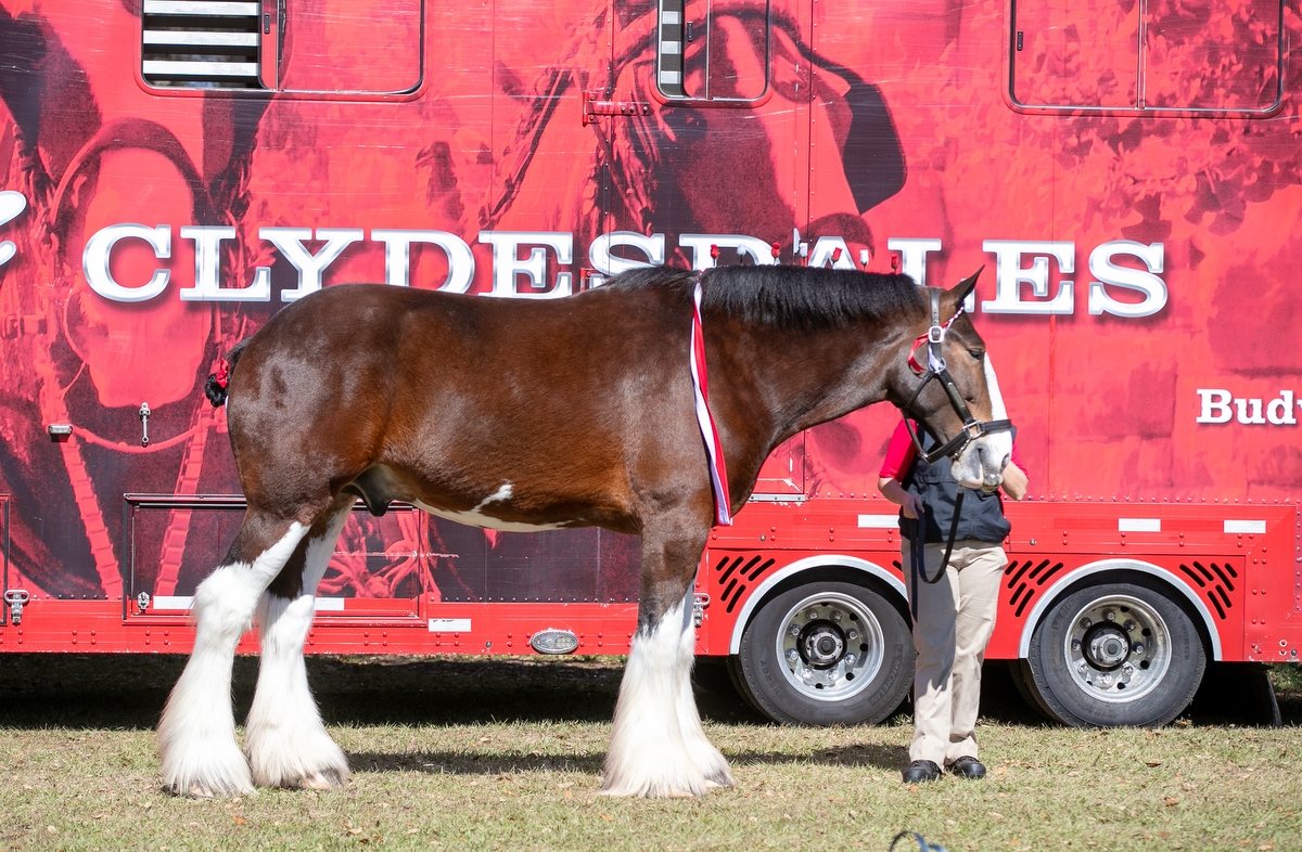 Albert is one of the Budweiser Clydesdales that was part hitch on display Saturday during Live Oak International.
