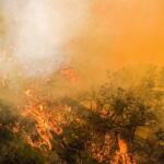 Wildfire burning through dense, dry vegetation with heavy smoke filling the air and orange glow from flames.