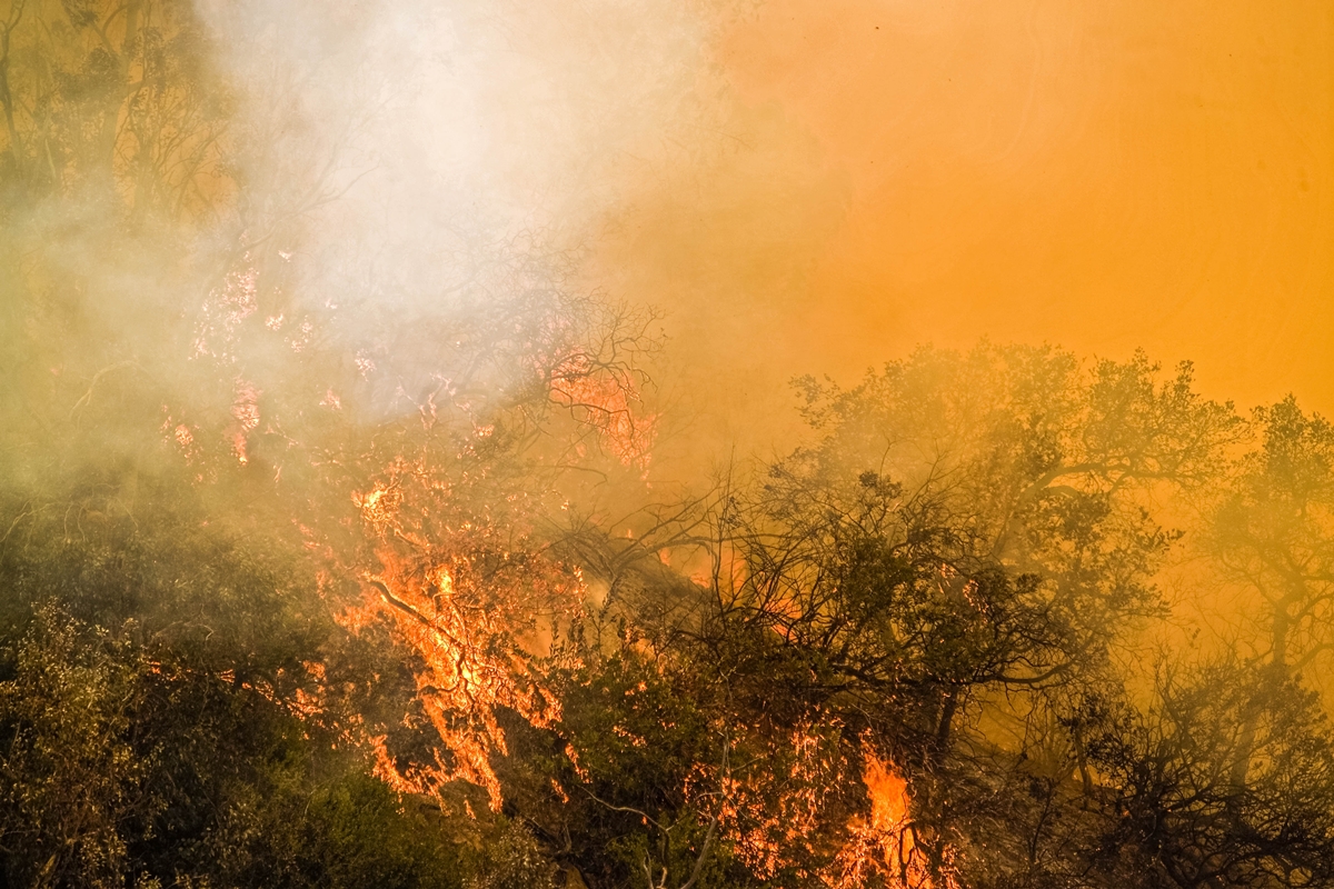 Wildfire burning through dense, dry vegetation with heavy smoke filling the air and orange glow from flames.