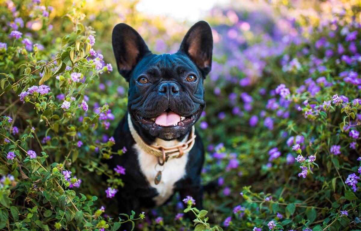 Have a beautiful yard and keep your pets safe.