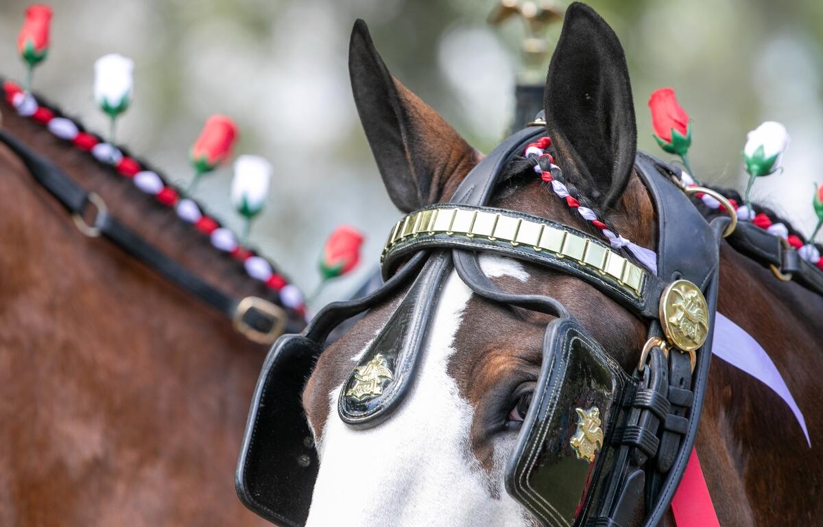 The Budweiser Clydesdale hitch relaxes on the show grounds during Live Oak International at Live Oak Farm in Ocala, FL on Saturday, March 15, 2025