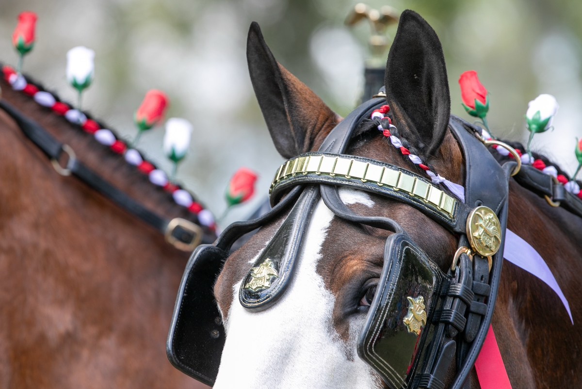 The Budweiser Clydesdale hitch relaxes on the show grounds during Live Oak International at Live Oak Farm in Ocala, FL on Saturday, March 15, 2025