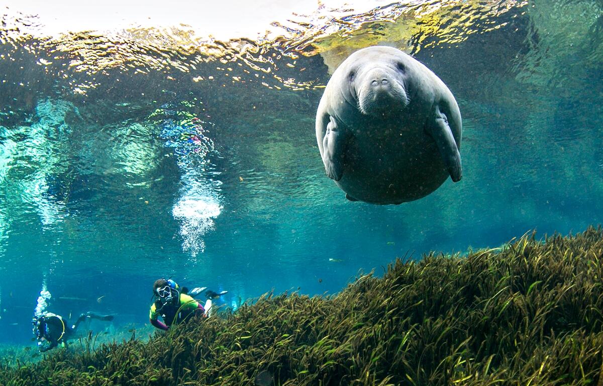 A female manatee watches the Silver Springs Professional Dive Team perform their monthly cleaning in the main spring at Silver River State Park Sunday January 27, 2025, in Silver Springs, FL.