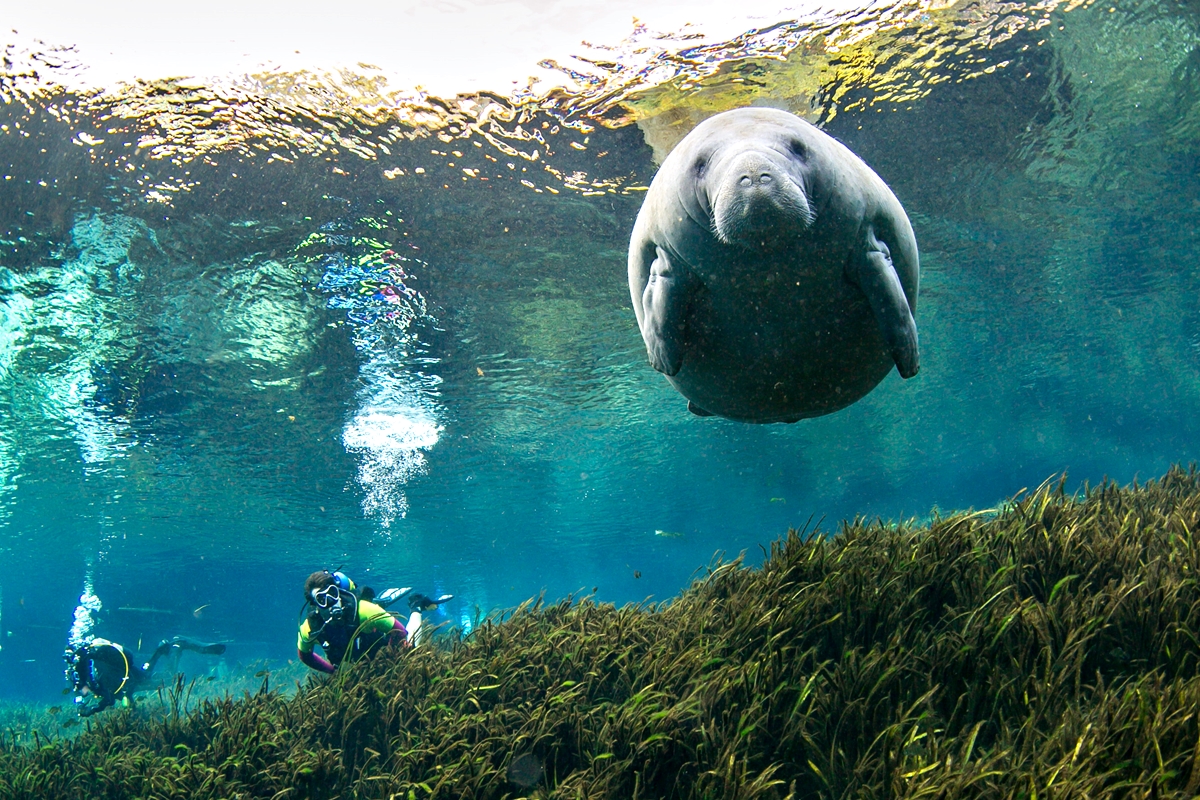 A female manatee watches the Silver Springs Professional Dive Team perform their monthly cleaning in the main spring at Silver River State Park Sunday January 27, 2025, in Silver Springs, FL.