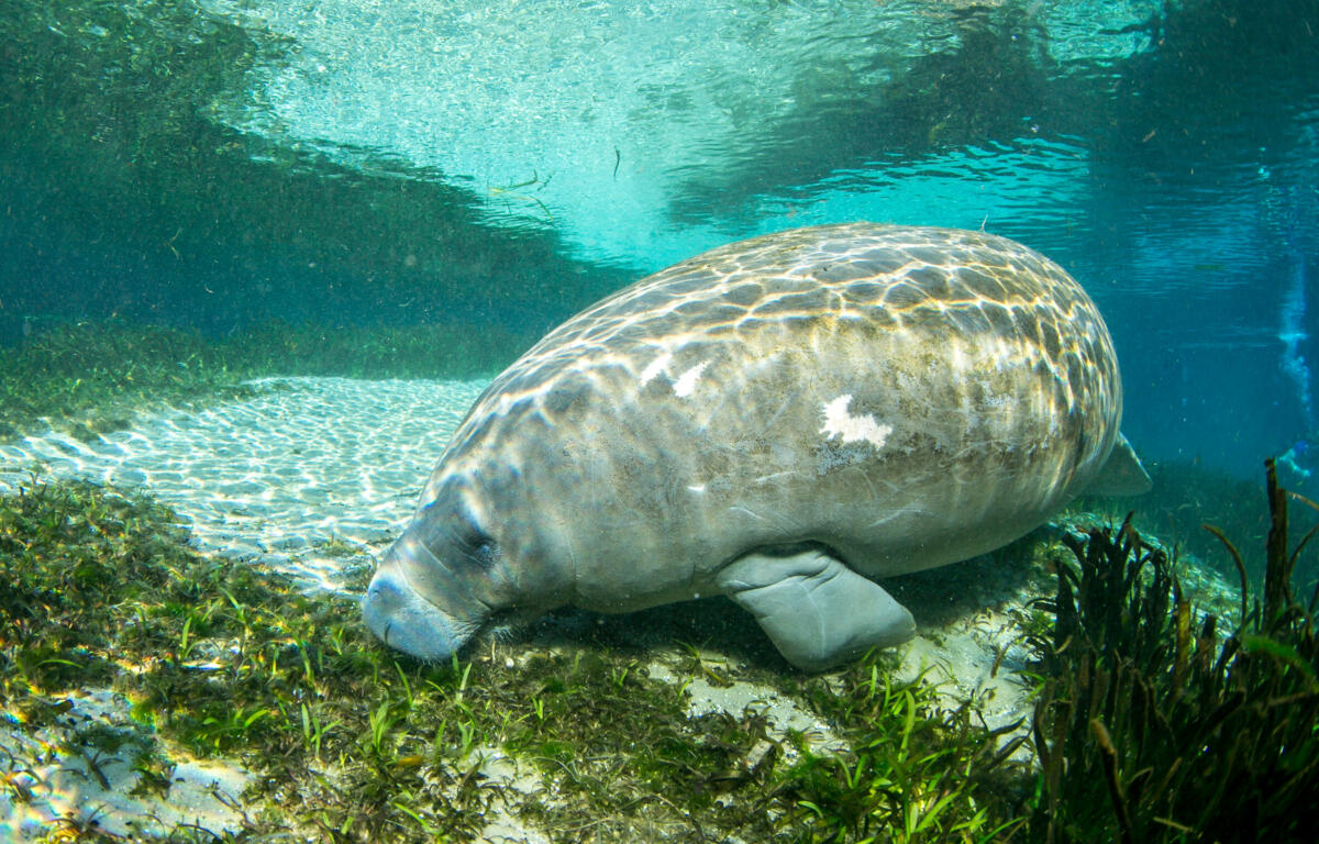 A female manatee relaxes and enjoy some eel grass in the shallows of the headwater at Silver River State Park Sunday January 27, 2025, in Silver Springs, FL.  Courtesy: Alan Youngblood/352today