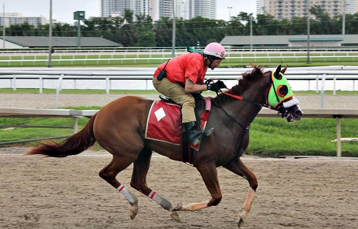 The Thoroughbred Racing Initiative was founded by horsemen to address issues and protect the thoroughbred industry and its interests. A horse gallops during a morning workout at Gulfstream Park in Hallandale Beach in 2024.