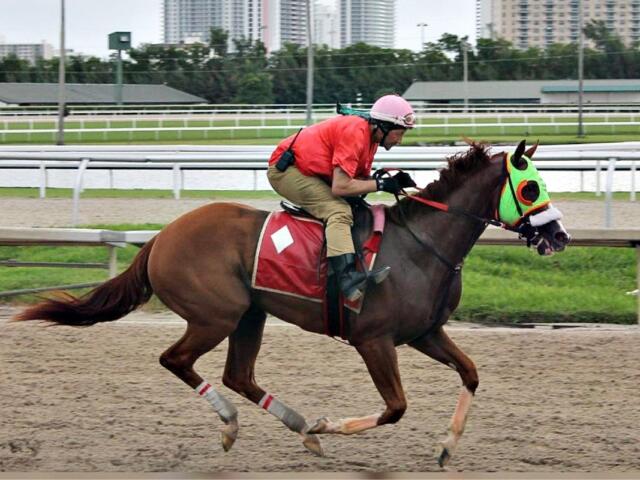 The Thoroughbred Racing Initiative was founded by horsemen to address issues and protect the thoroughbred industry and its interests. A horse gallops during a morning workout at Gulfstream Park in Hallandale Beach in 2024.