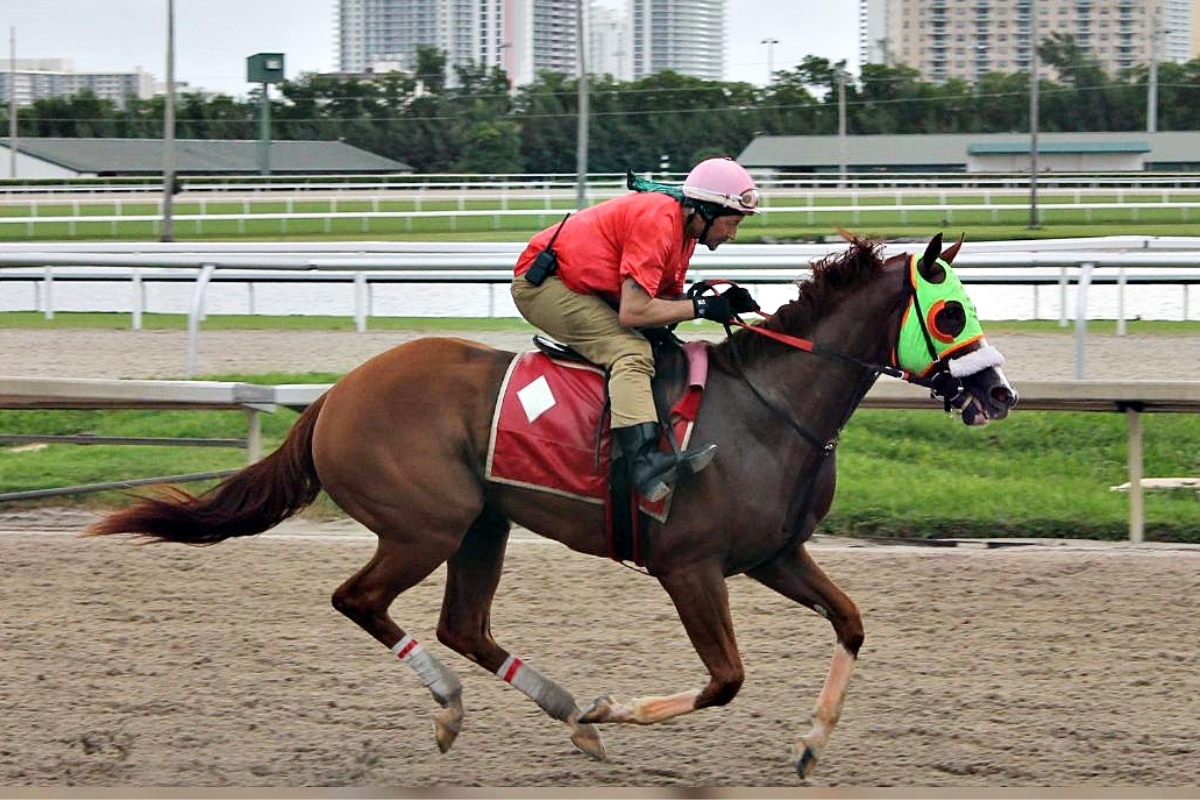 The Thoroughbred Racing Initiative was founded by horsemen to address issues and protect the thoroughbred industry and its interests. A horse gallops during a morning workout at Gulfstream Park in Hallandale Beach in 2024.