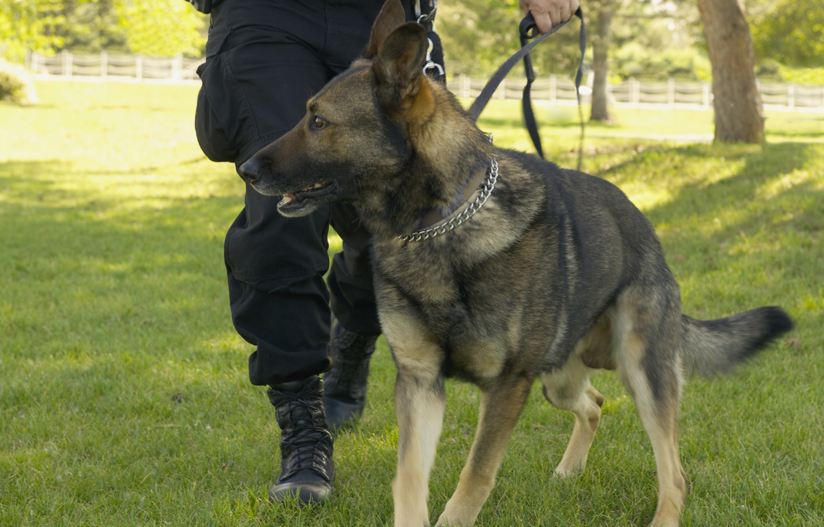 The upcoming event will take place on April 1 and will feature an appearance from K9 Rex.