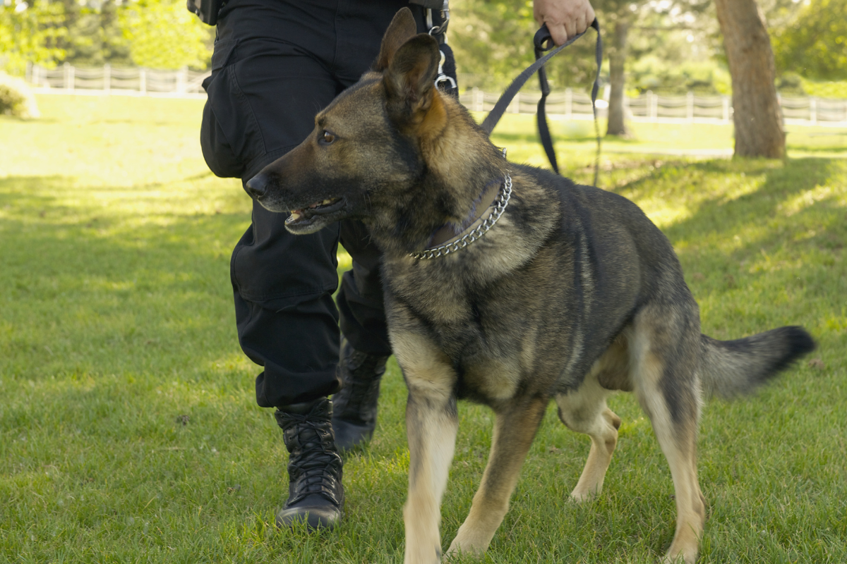 The upcoming event will take place on April 1 and will feature an appearance from K9 Rex.