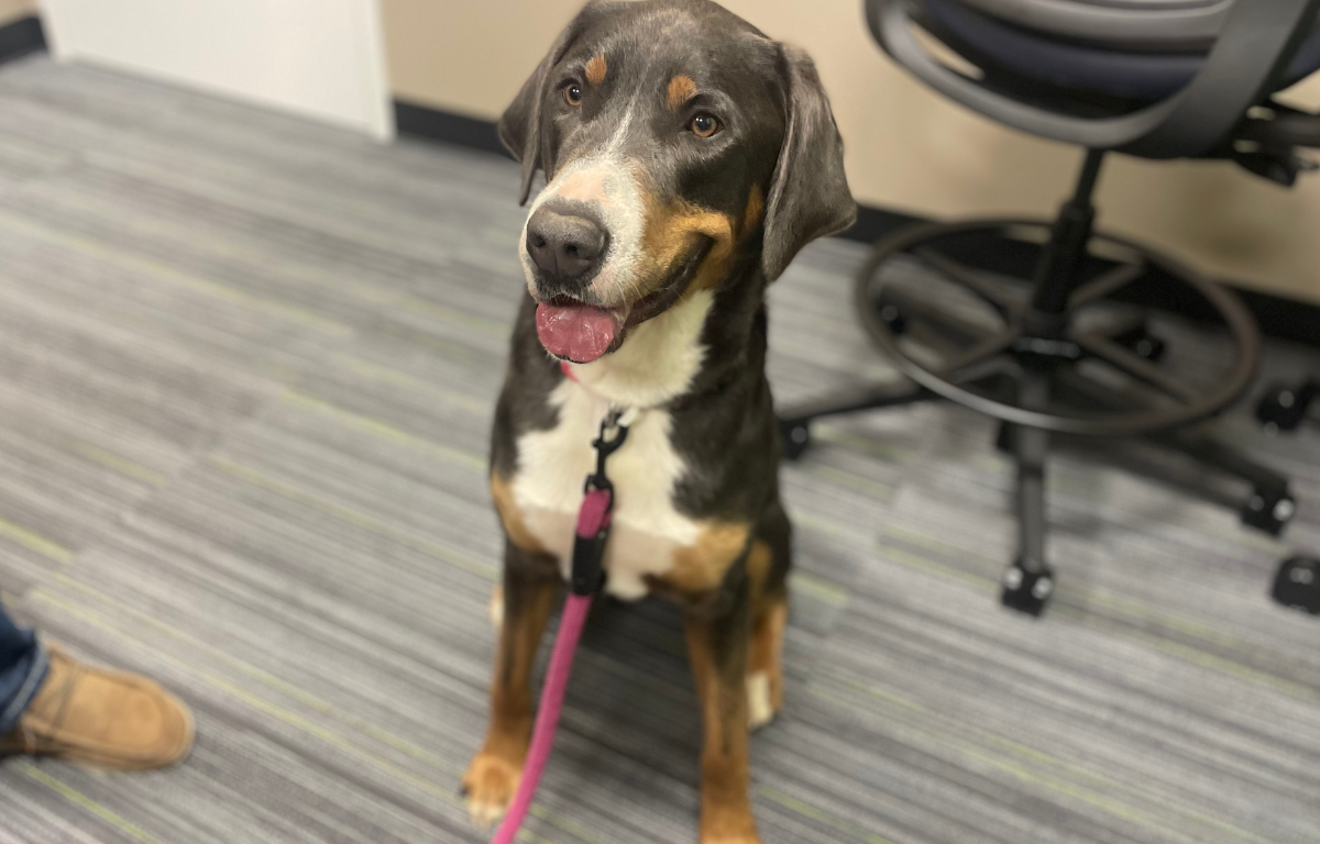 Kisses, a 3-year-old Mountain Dog mix, is a resident at the Humane Society of Marion County