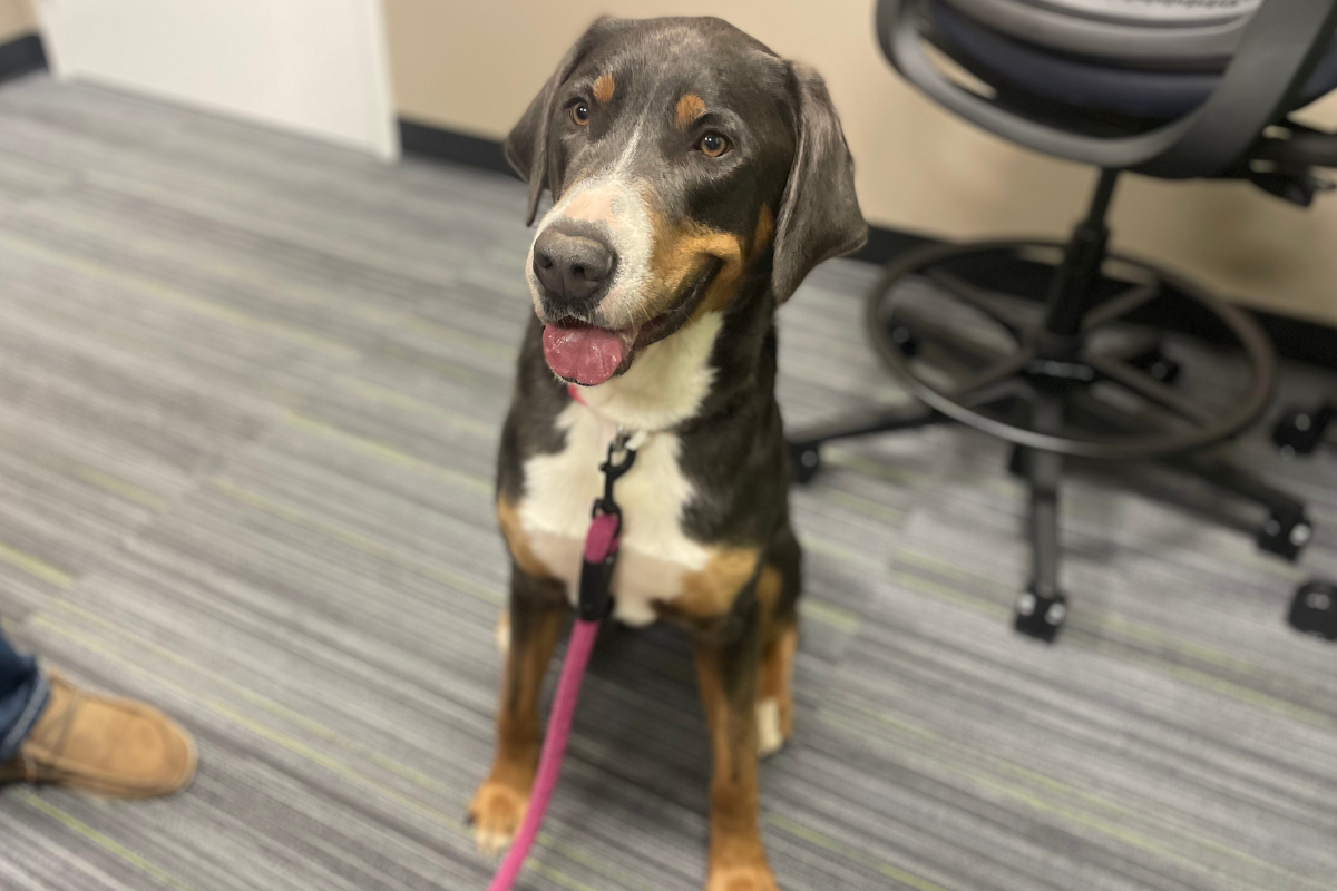 Kisses, a 3-year-old Mountain Dog mix, is a resident at the Humane Society of Marion County