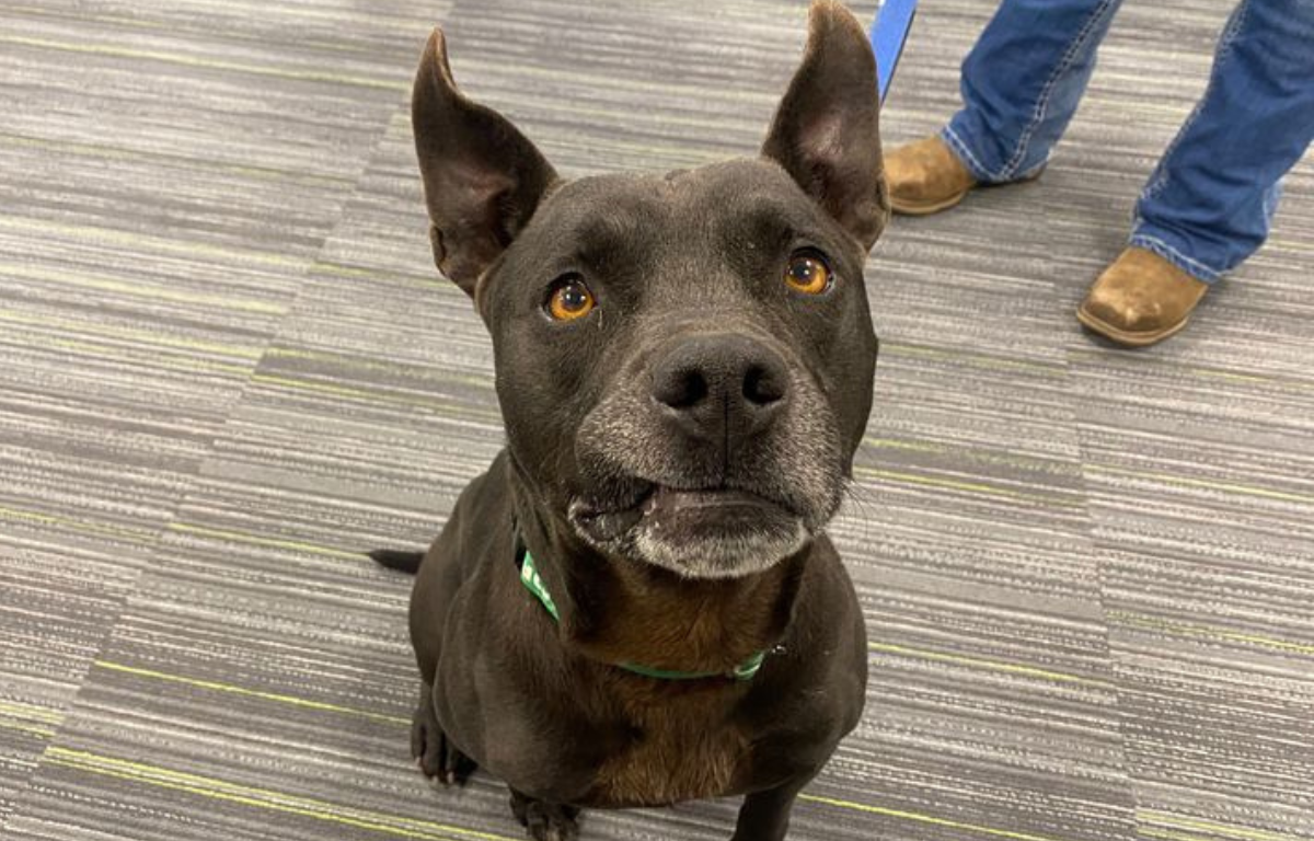 6-year-old Rufus is available for adoption from Marion County Animal Services.