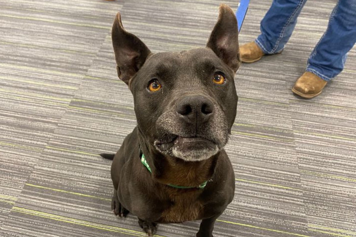 6-year-old Rufus is available for adoption from Marion County Animal Services.