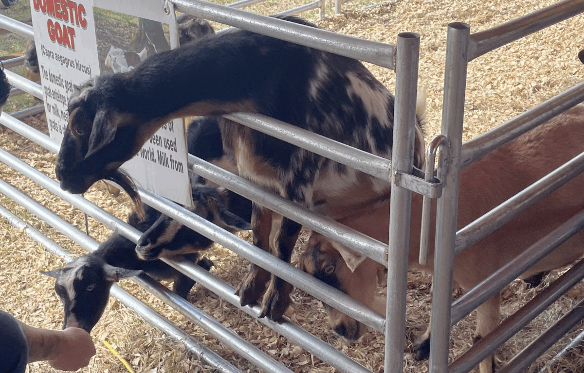 Visitors enjoy the petting zoo at the Amber Brooke Farms Blueberry Festival.