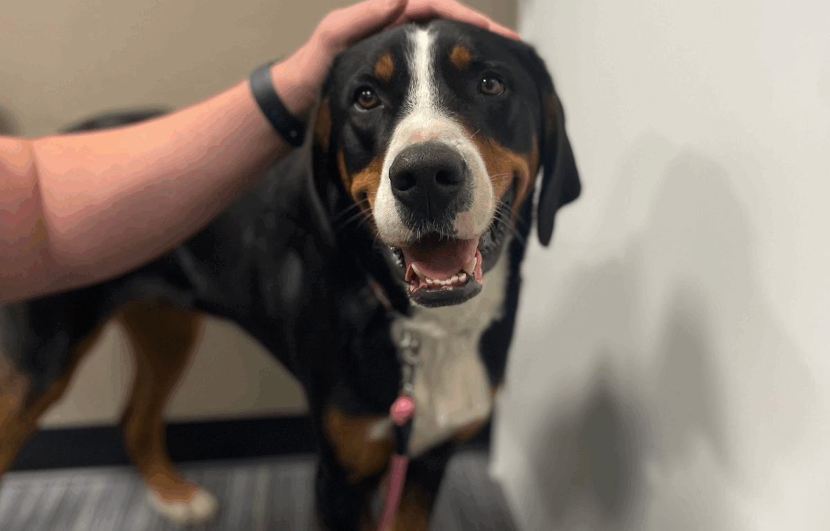 A medium sized black, white, and tan dog being pet by a hand.