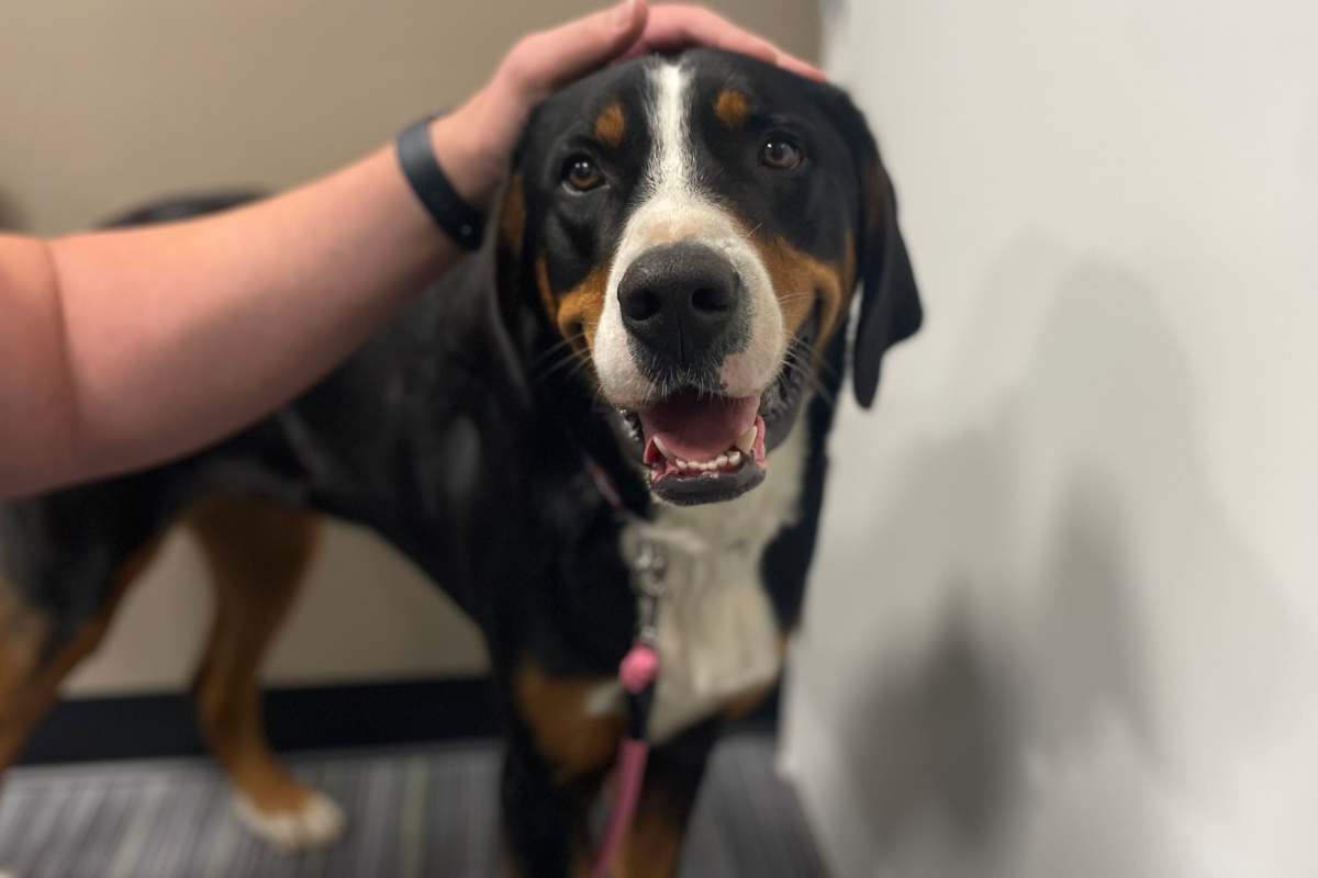 A medium sized black, white, and tan dog being pet by a hand.