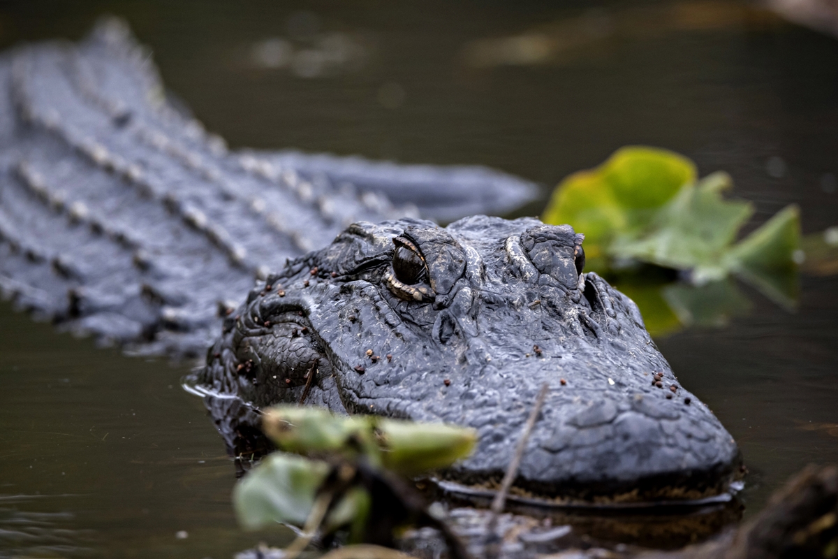 Alligators are not your friends - follow FWC guidelines to stay safe while enjoying Florida’s waterways.