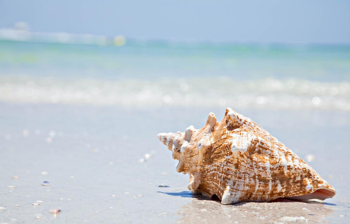 A large conch shell rests on the wet sand along the shoreline on a sunny day.