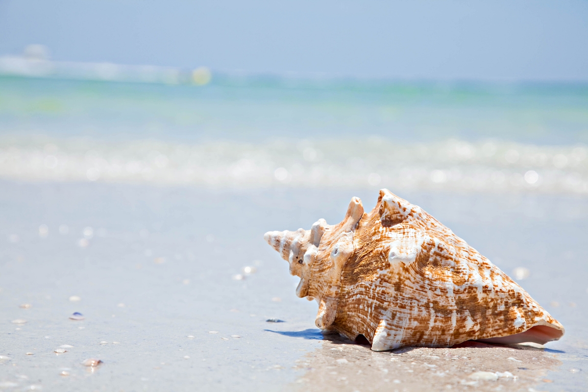 A large conch shell rests on the wet sand along the shoreline on a sunny day.