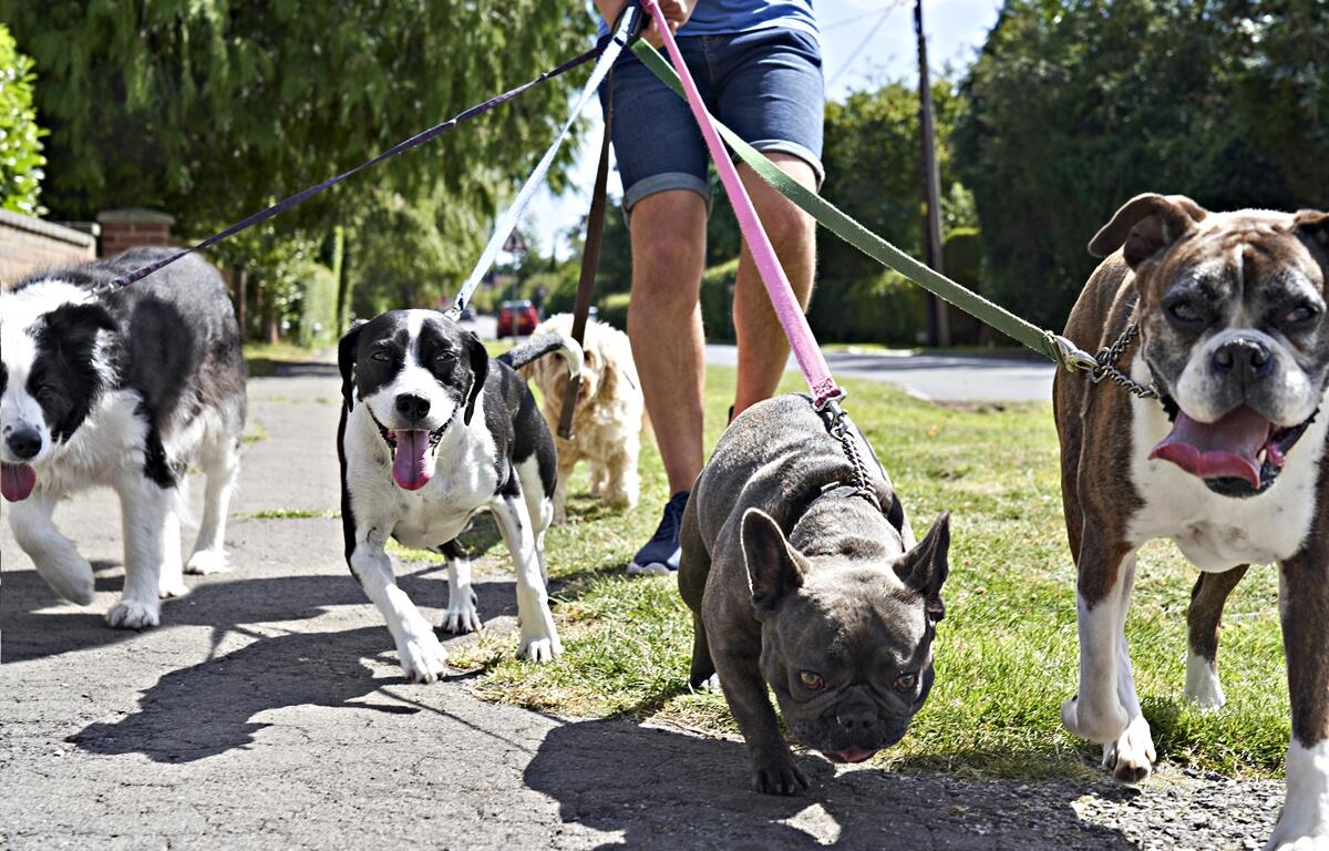 A group of dogs is walked along a neighborhood sidewalk on a sunny day.