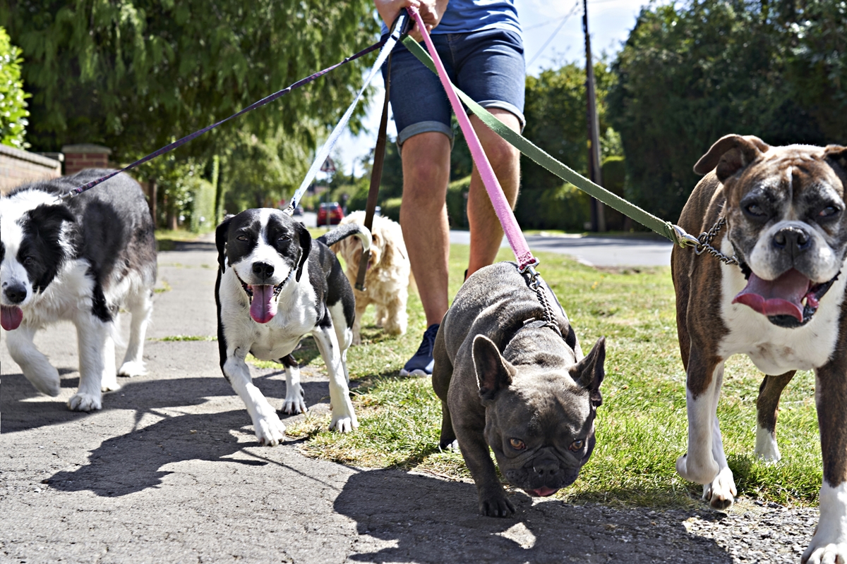 A group of dogs is walked along a neighborhood sidewalk on a sunny day.