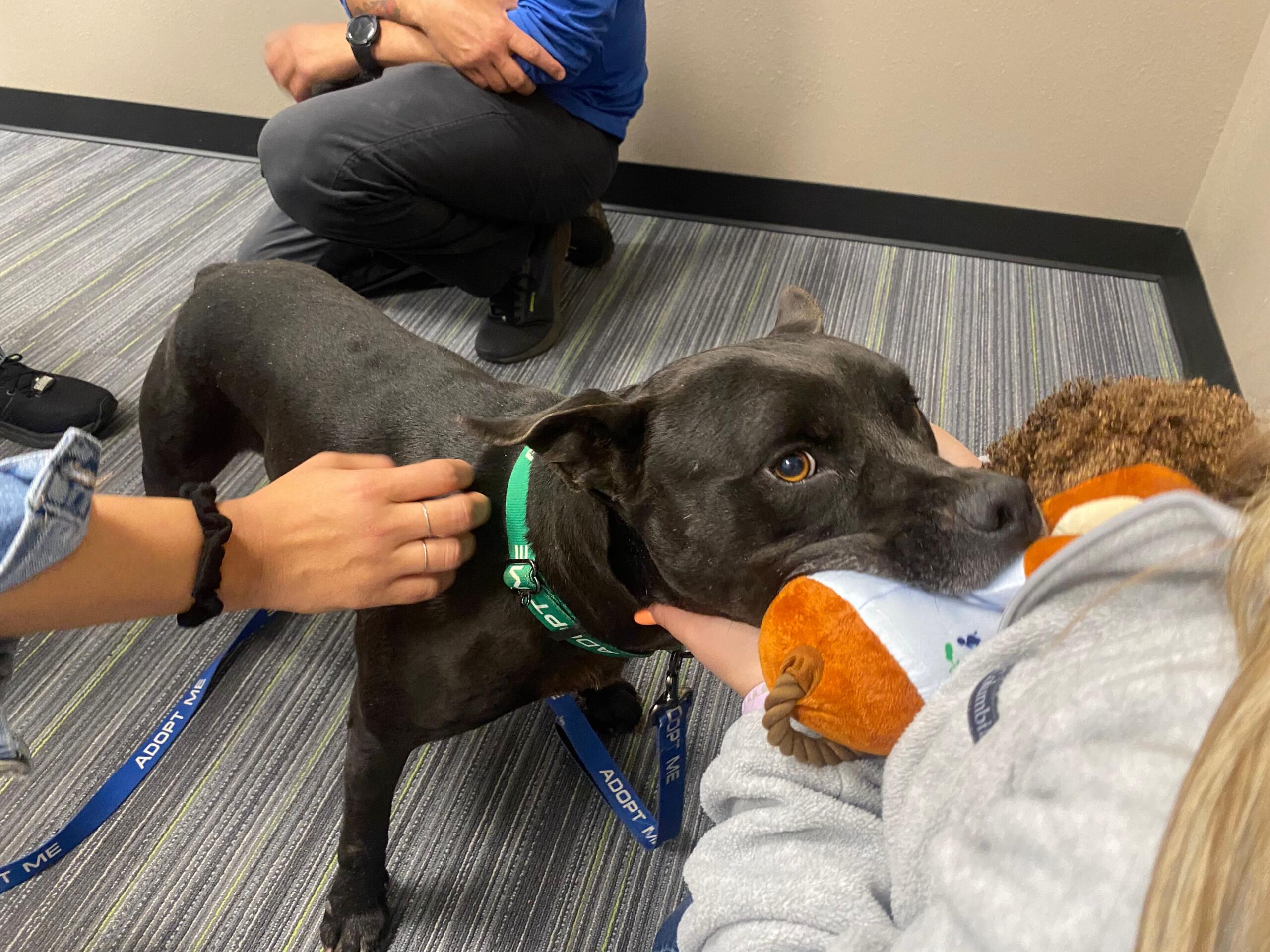 Rufus was eager for a break from the shelter and loved meeting the 352today team. Courtesy: Whitney Zarder/352today