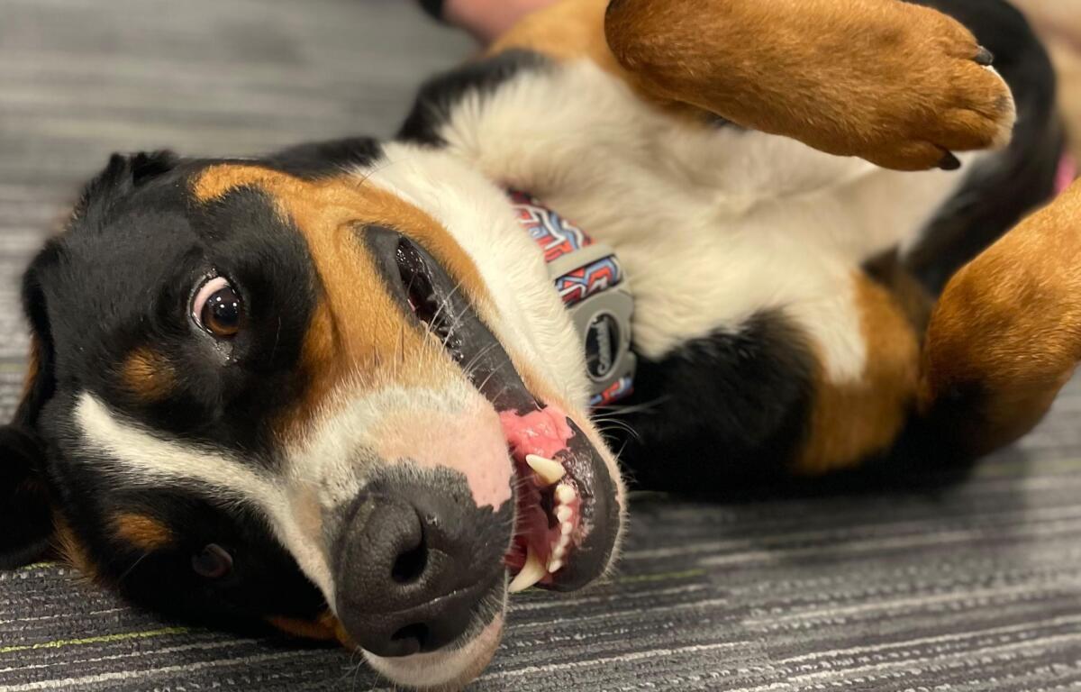 Hershey's warmed right up to a crowd of new people.