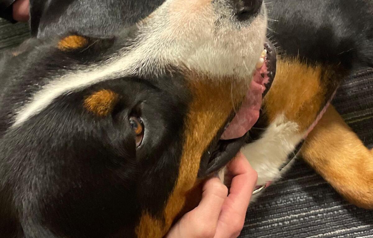 Hershey's loved receiving all of the belly rubs.