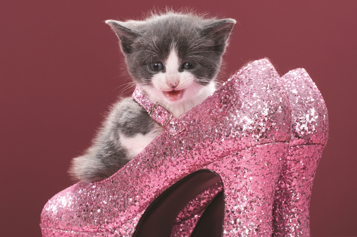 Vanguard High School students are currently rehearsing for "Legally Blonde the Musical," set to run April 24-26, 2025, at the Knights Union in Ocala.
