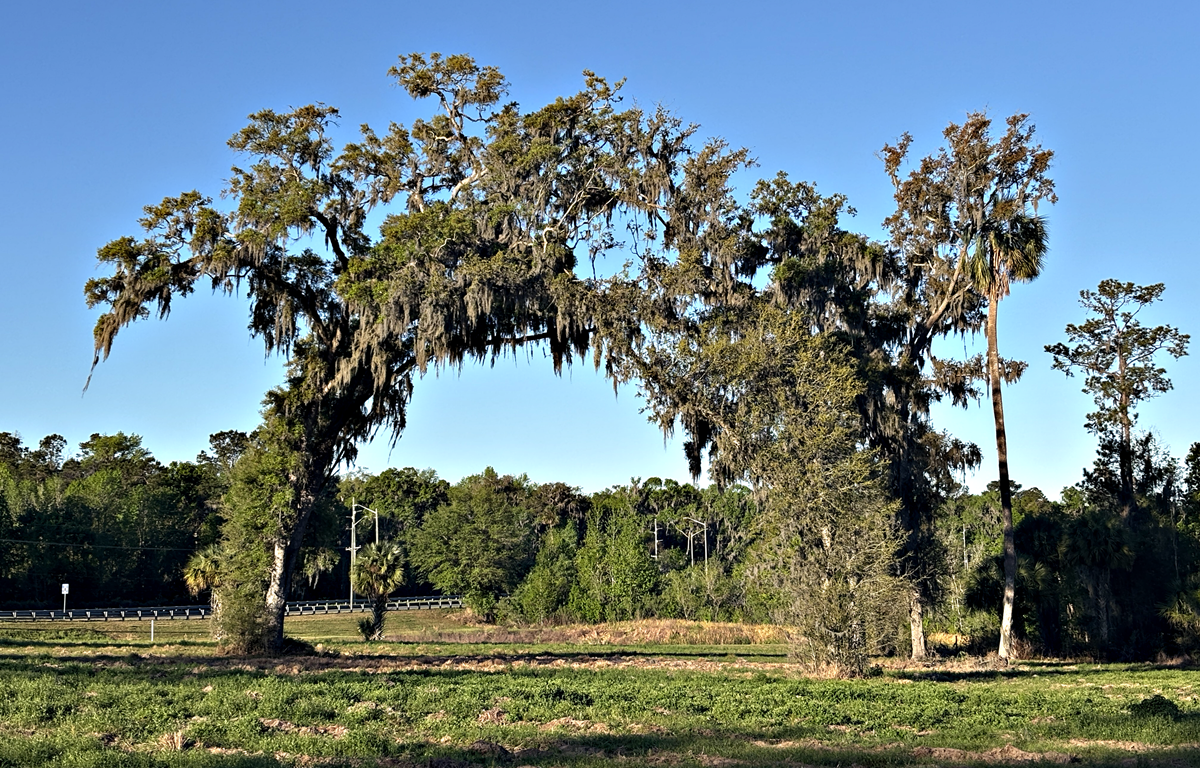 Blue skies and sunshine rule this weekend - perfect Ocala's many outdoor events.