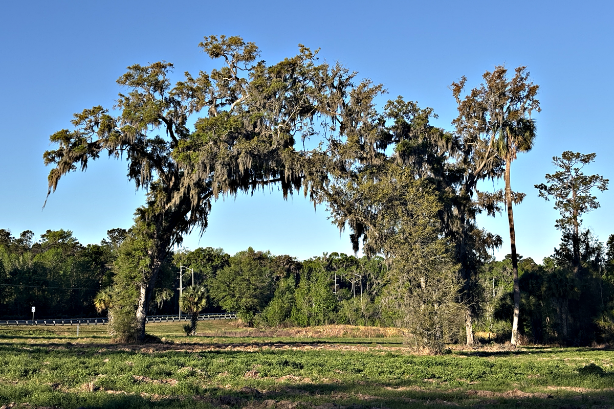 Blue skies and sunshine rule this weekend - perfect Ocala's many outdoor events.