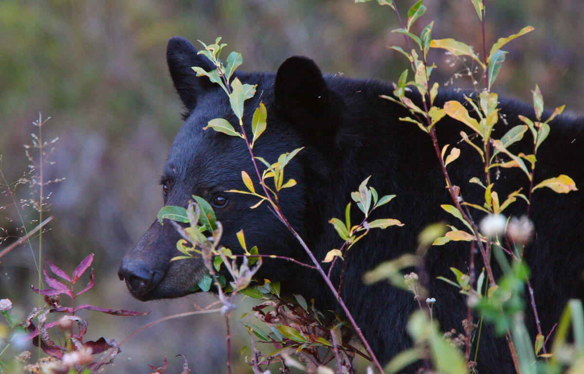 Florida black bear partially hidden among tall brush and foliage in a natural setting.