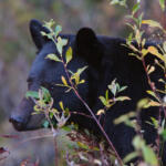 Florida black bear partially hidden among tall brush and foliage in a natural setting.