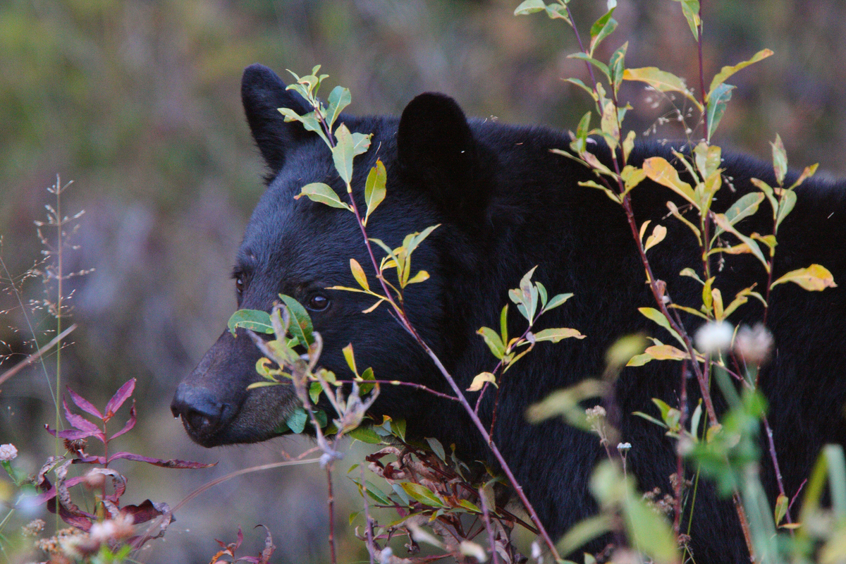 Florida black bear partially hidden among tall brush and foliage in a natural setting.