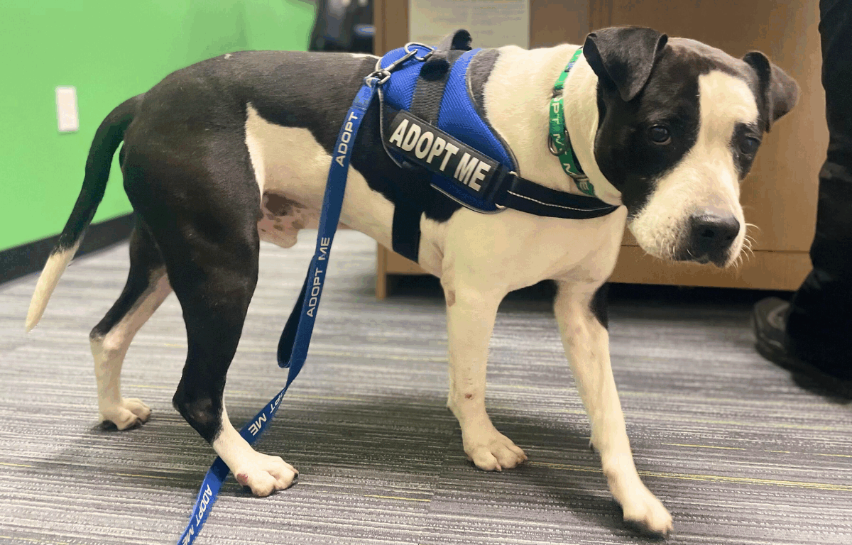 Photo of black and white mixed-breed dog wearing a blue harness.