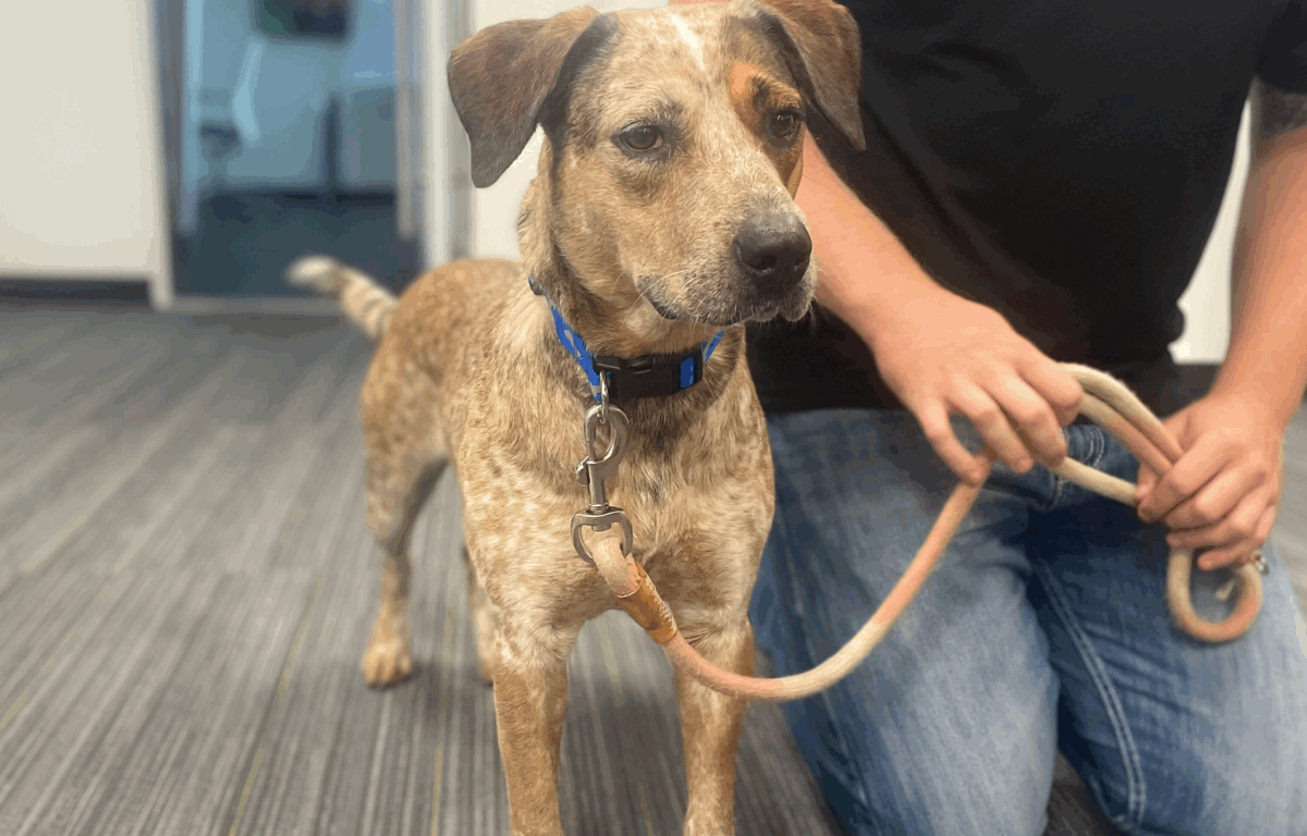 Alt-text: A medium-sized brown and white speckled dog named Meeka stands alert on a gray carpeted floor. She wears a blue collar and leash, held by a person kneeling beside her in jeans and a black shirt.