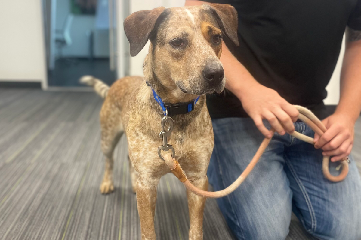 Alt-text: A medium-sized brown and white speckled dog named Meeka stands alert on a gray carpeted floor. She wears a blue collar and leash, held by a person kneeling beside her in jeans and a black shirt.