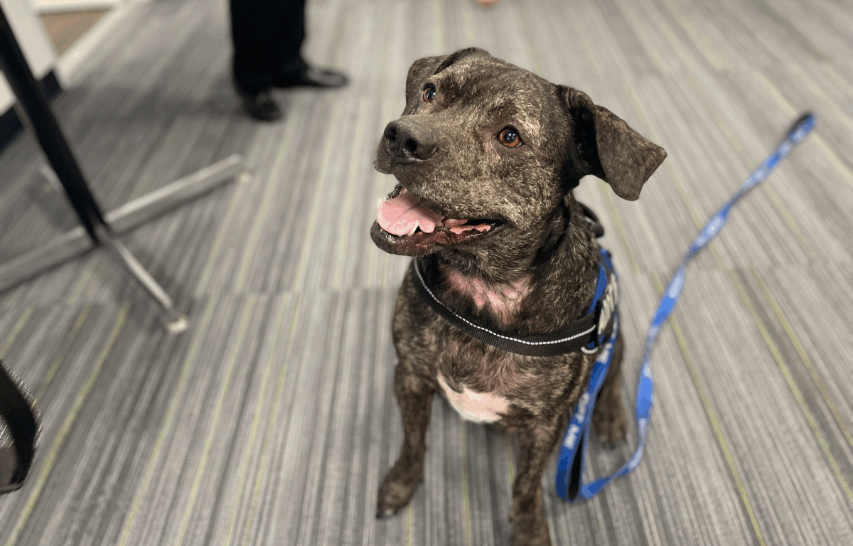A cheerful brindle dog sitting on a striped carpet indoors, wearing a blue "Adopt Me" harness and leash. The dog is looking up with a wide smile and attentive face.